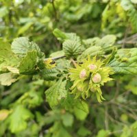 Лесной орех / Лещина (Corylus) :: Денис Бочкарёв Лесной орех / Лещина (Corylus) :: Денис Бочкарёв