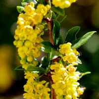 Жёлтость гор... :: Александр Кондаков Жёлтость гор... :: Александр Кондаков