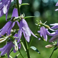 колокольчик :: Александр Леонов