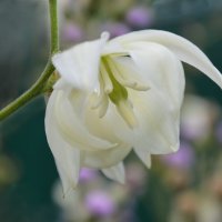 Юкка :: Надежда Куркина 