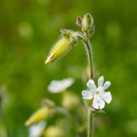 Цветы июня... :: Владимир Жданов Цветы июня... :: Владимир Жданов