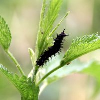 гусеница :: Полина Лопатина (Hunter)