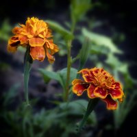 Бархатцы. :: Лилия * Бархатцы. :: Лилия *