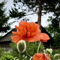 Лето в деревне… :: VADIM *****