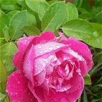 А просто летний дождь прошёл... :: Нина Андронова