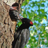 гнездо черного дятла :: gawrilа - dan