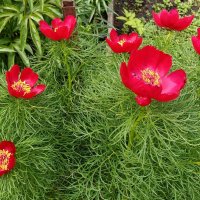 Пион Биберштейна или тонколистный. :: Ирина *** Пион Биберштейна или тонколистный. :: Ирина ***