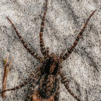 Паучок :: Анна Пигулевская