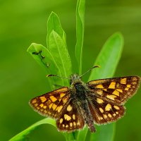 и снова бабочки 23 :: Александр Прокудин