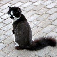 Вот такие мы пышнохвостые! :: Светлана Вот такие мы пышнохвостые! :: Светлана