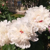 Пион :: Сапсан 