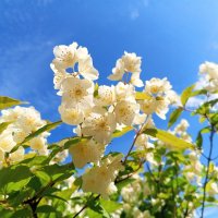 Чубушник :: Сапсан 