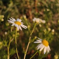 *** :: Валерий Ткаченко