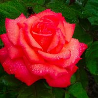 О красоте цветов. :: Милешкин Владимир Алексеевич 