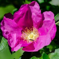 *** :: Виктор Иванович Чернюк *** :: Виктор Иванович Чернюк