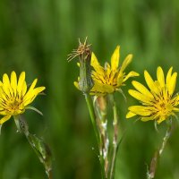 Козлобородник луговой :: Игорь Сикорский