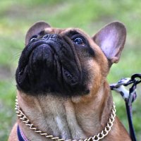 Москва. Парад французских бульдогов в усадьбе «Воронцово». :: Наташа ***** Москва. Парад французских бульдогов в усадьбе «Воронцово». :: Наташа *****