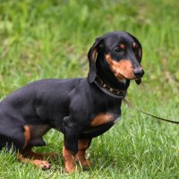 Москва. Парад французских бульдогов в усадьбе «Воронцово». :: Наташа ***** Москва. Парад французских бульдогов в усадьбе «Воронцово». :: Наташа *****