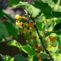 Смородина на подходе. :: Михаил Соколов