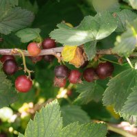 Смородина на подходе. :: Михаил Соколов