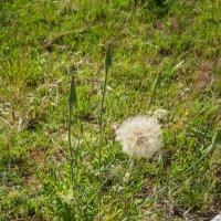 Коздобородник :: Анатолий Чикчирный Коздобородник :: Анатолий Чикчирный