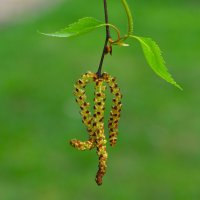 Берёза :: Константин Анисимов