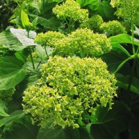 Гортензия :: Людмила Смородинская