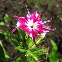 Начало цветения :: Людмила Смородинская