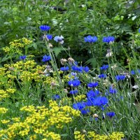 Последний день июня. :: Татьяна Помогалова Последний день июня. :: Татьяна Помогалова