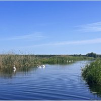 Лебеди на озере :: Валерия Комова