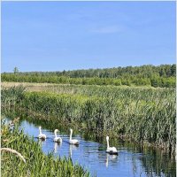 Лебеди Торфяного озера. :: Валерия Комова