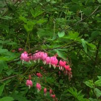 "Разбитое сердце" :: Людмила Фил