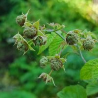 Малина :: Валентина Богатко Малина :: Валентина Богатко