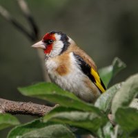 Черноголовый щегол :: Sergey38 