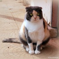 Эх, вот и июнь пролетел.. :: Андрей Заломленков