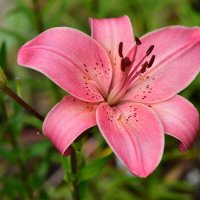 Авдотья :: Vera_85916050 Lario