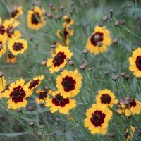 Лета, друзья, цветы :: Владимир Максимов Лета, друзья, цветы :: Владимир Максимов