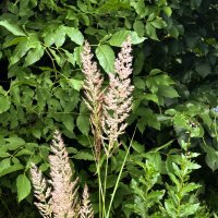 Вейник :: Oleg4618 Шутченко