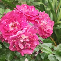 ,,, :: Сергей Тимоновский