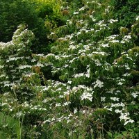 Цветет Дерен :: Рита Симонова