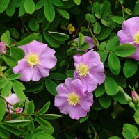 Цветет Шиповник :: Рита Симонова Цветет Шиповник :: Рита Симонова