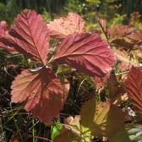 Костяника :: Anna Ivanova Костяника :: Anna Ivanova