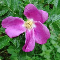 Цветет Шиповник :: Рита Симонова