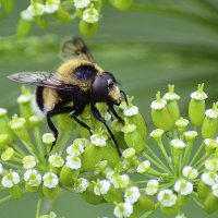 Журчалка шмелевидная :: Геннадий Супрун Журчалка шмелевидная :: Геннадий Супрун
