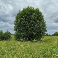 Просторы :: Денис Бочкарёв