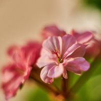 семейство Гераневых :: Александр Леонов семейство Гераневых :: Александр Леонов