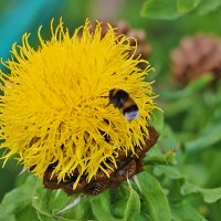 "Ананасик" (Василёк жёлтый крупноголовый) :: Светлана 