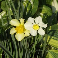 Нарциссы :: Freddy 97