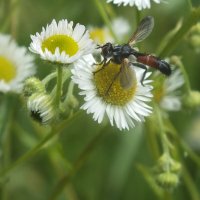 ** :: Зоя Мишина