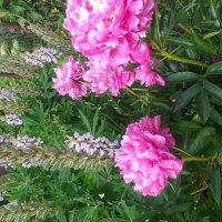 лето в Огороде :: Галина Флора